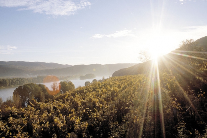 Joggal optimisták az osztrák borászok