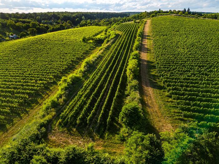 Legendás dűlők Magyarországon