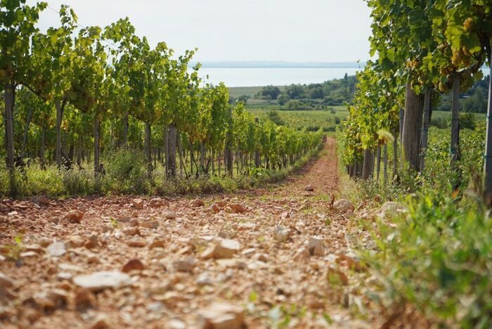 Legendás dűlők Magyarországon