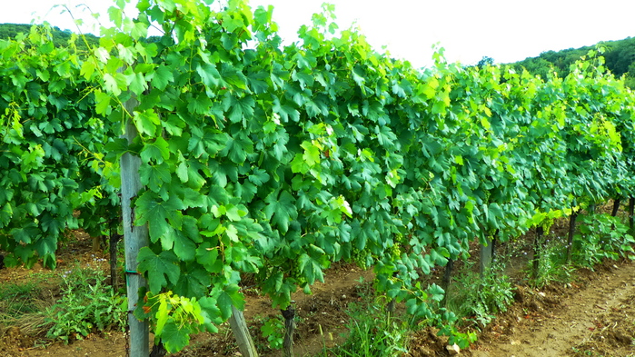 Krk sziget - Több mint tengerpart