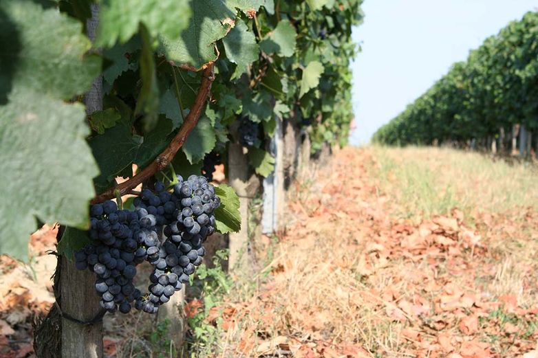 Bősz Adrián: A rajnai rizling egy kulturált, intelligens szőlőfajta