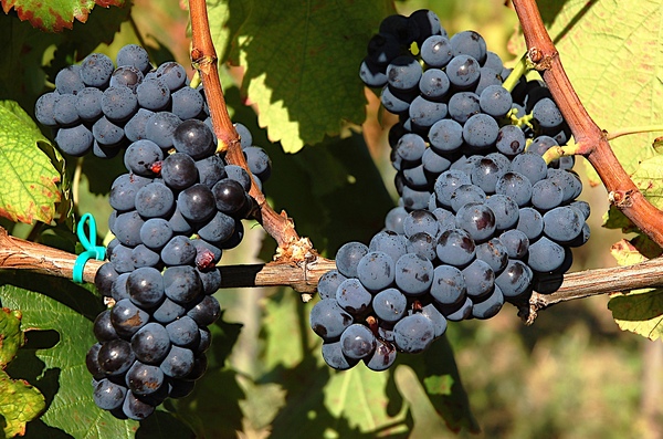 Miért nincs vörösbor Tokajban? Érdekességek a hazai vörösbor készítésről
