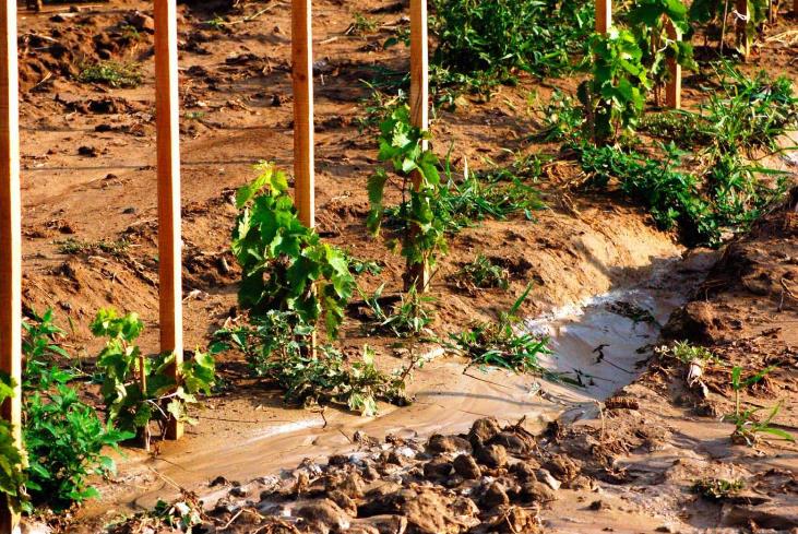 Klímaváltozás és erózió: így pusztul a talaj Tokaj dűlőin