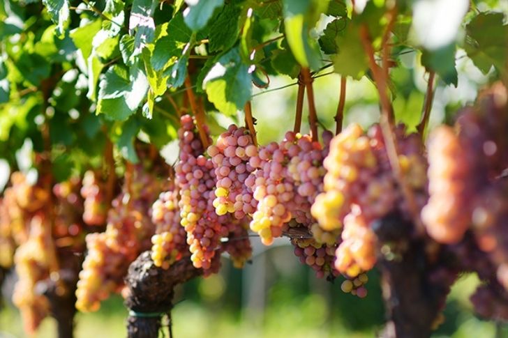 Az olasz szőlőfajták sokszínűsége