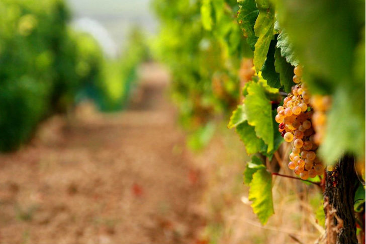 A bor területalapú megközelítéséről