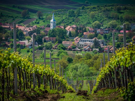 Európa hatodik legnagyobb bortermelő országa: Románia