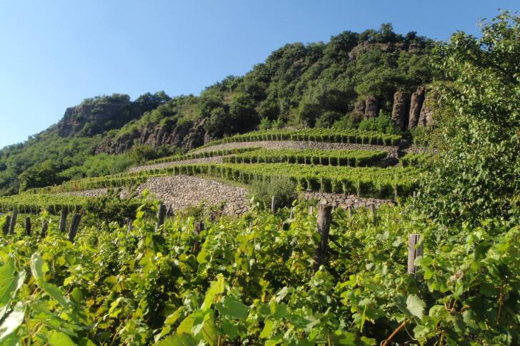 Szőlőhegyről Londonba