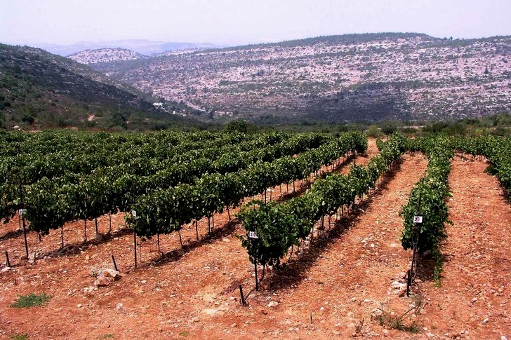 Kóser és nem kóser borok Izraelből