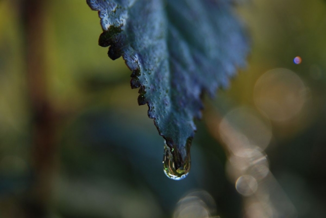 Sauvignon blanc 2012-2010 Sauvignon blanc 2012-2010