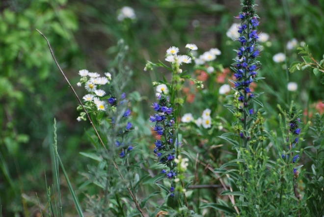 Tíz kedvenc tavaszi borunk 2011