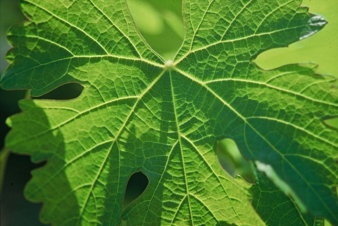 Tíz kedvenc tavaszi borunk 2012