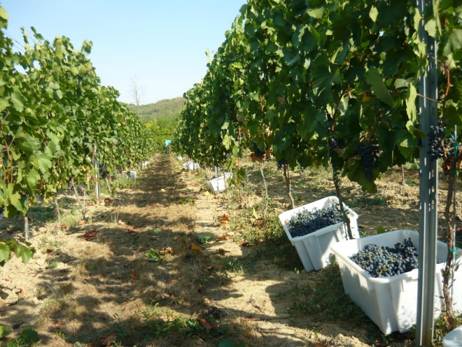 Koncentrált borokat ad 2012