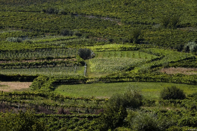 Vinho verde, Portugália