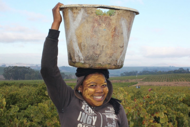 Átalakul Dél-Afrika borászata