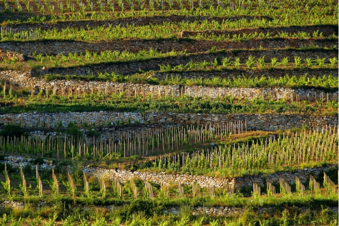 Egyre édesebb az idei furmint