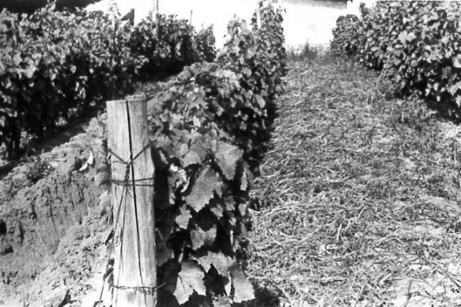 Balafánt, gohér, királyédes: felkutattuk Tokaj régi szőlőfajtáit