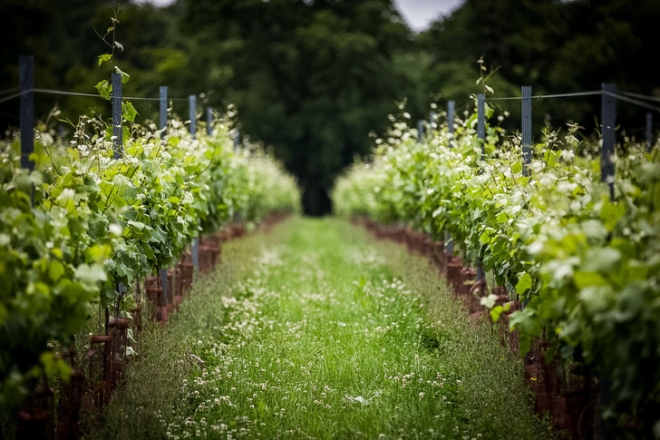 Véd vagy árt a szőlők közti növénytakaró?