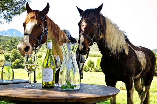 Az egyik legrégebbi-legújabb boros őrület: lovak és bor