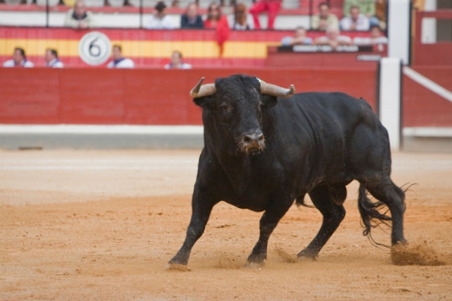 Széttartó Spanyolország: merre vágtázik a bika?