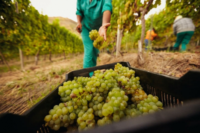 Két hétig újra igényelhető a szőlőültetvények szerkezetátalakítási támogatása