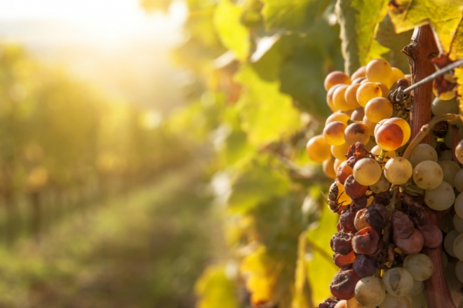 A nemzetközi borakadémikus elvesztésétől az új, toleráns szőlőfajtákig