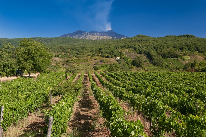 Kihaltnak hitt szőlőfajtákat regisztráltak Olaszországban