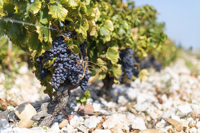 Franciaország minden bora hamarosan glifozátmentes lehet
