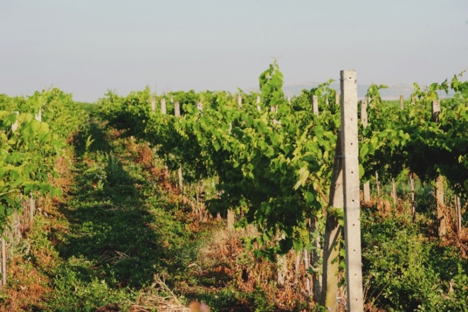 Szűk 15 év alatt megötszöröződött az organikus szőlőterületek nagysága