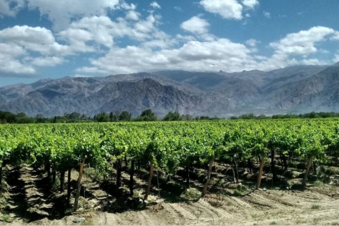 Argentína: a bortermelés élvonalában
