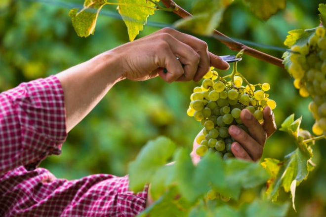 A szőlőtermesztők és a borászatok is könnyítést kapnak a járvány miatt