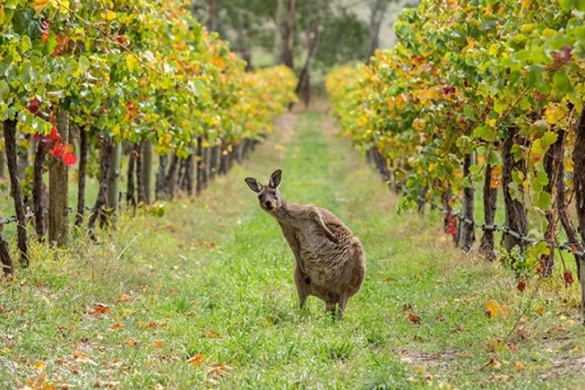 Ausztrália: kis kontinens, nagy borászat