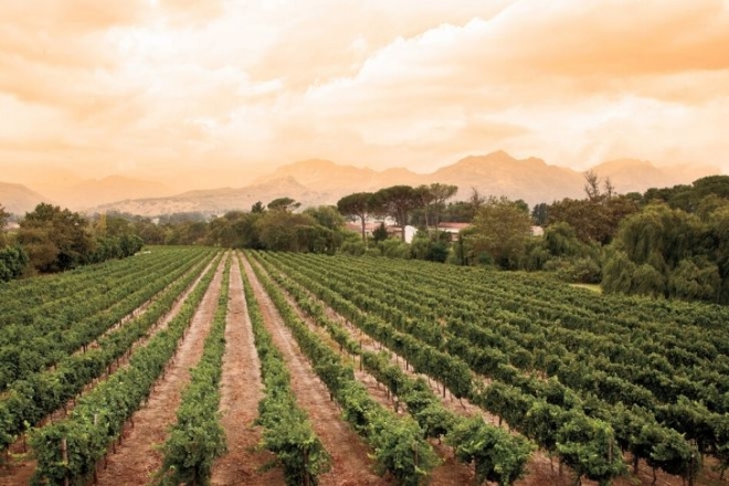 Az egyik legfontosabb újvilági bortermelő ország: Dél-Afrika