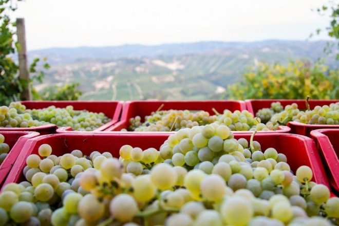 Az olasz szőlőfajták sokszínűsége