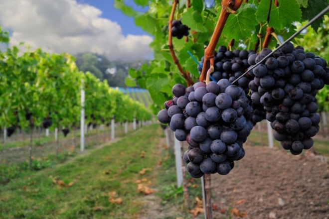 Fontos felhívás a borászoknak és eltűnő szőlőfajták áprilisban