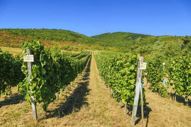 Nívós borászképzés a Tokaj-Hegyalja Egyetemen
