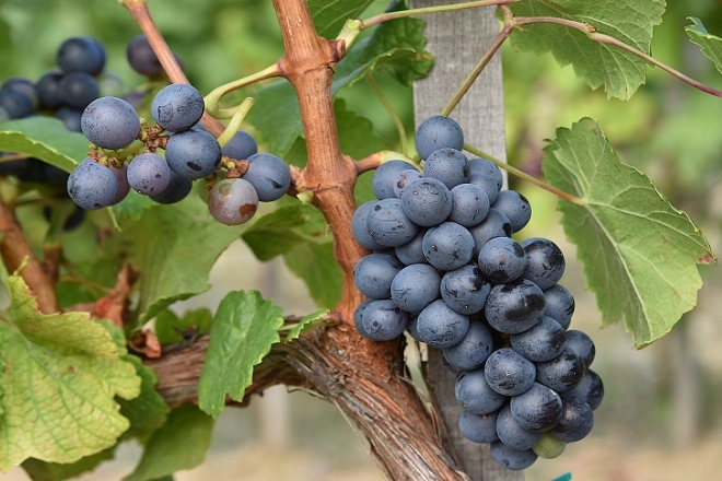 Miért nincs vörösbor Tokajban? Érdekességek a hazai vörösbor készítésről