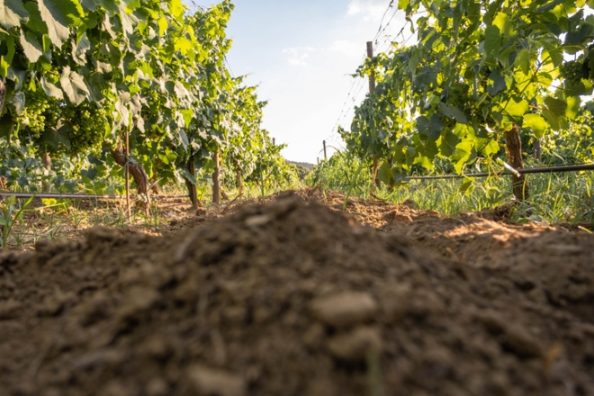 100 év küzdelme a szőlő-bor ágazatért