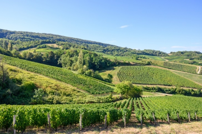 Két különleges bor a Jura borvidékről: vin jaune és vin de paille