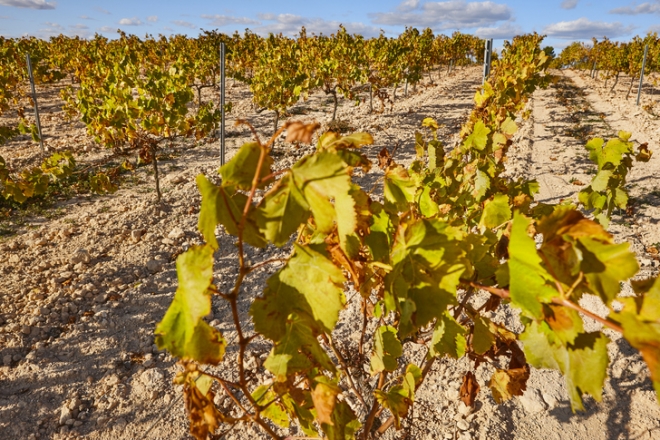 Az európai bortermelők nagyobb terhet viselnek a klímaváltozásból 