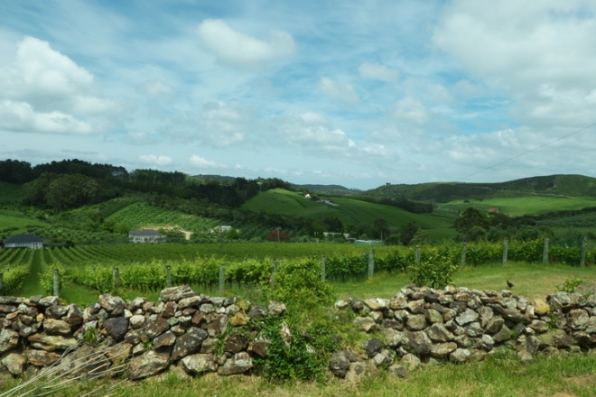 Waiheke: egy sziget a borok óceánjában