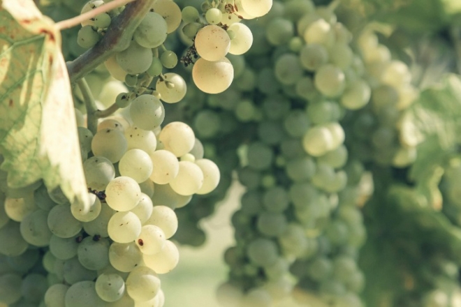 A chardonnay magyar arcai A chardonnay magyar arcai