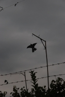 Etyeki Kezes-lábos 2008.