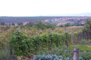 Etyeki Kezes-lábos 2008.