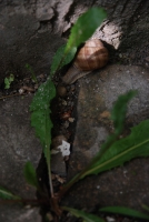 Egy borász-szakács Fertőrákosról (1. rész)