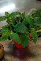 Egy borász-szakács Fertőrákosról (1. rész)