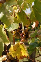 Első születésnapunk