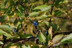 Első születésnapunk