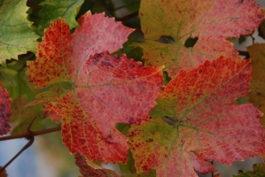 Első születésnapunk