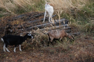 Első születésnapunk