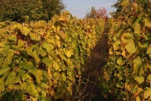 Első születésnapunk